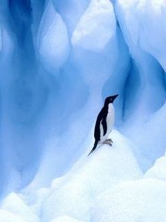 Adelie Penguin, South Shetland Islands, Antarctic Peninsula.jpg